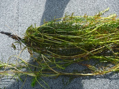 truth truth_news ブログ写真 2015/09/05