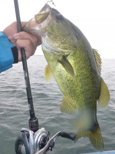 truth truth_news ブログ写真 2015/09/06