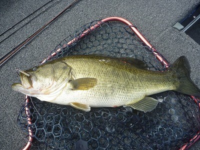 truth truth_news ブログ写真 2015/09/12