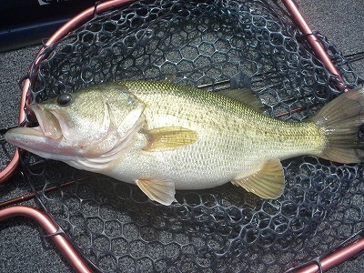 truth truth_news ブログ写真 2015/09/12