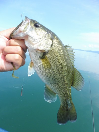 truth truth_news ブログ写真 2015/09/15