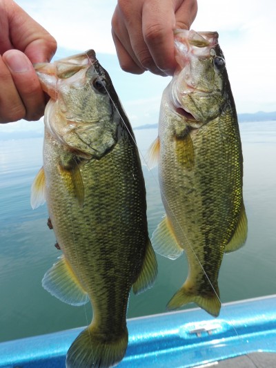 truth truth_news ブログ写真 2015/09/15