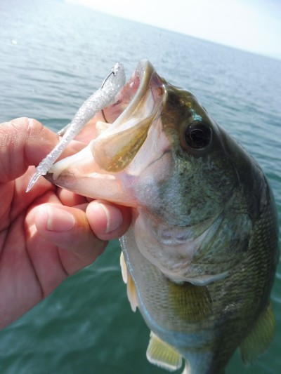 truth truth_news ブログ写真 2015/09/15