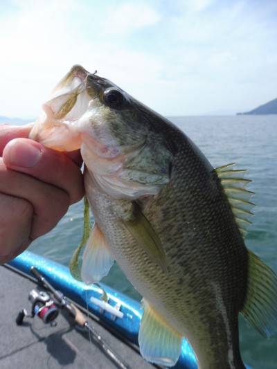 truth truth_news ブログ写真 2015/09/15