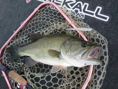 truth truth_news ブログ写真 2015/09/18