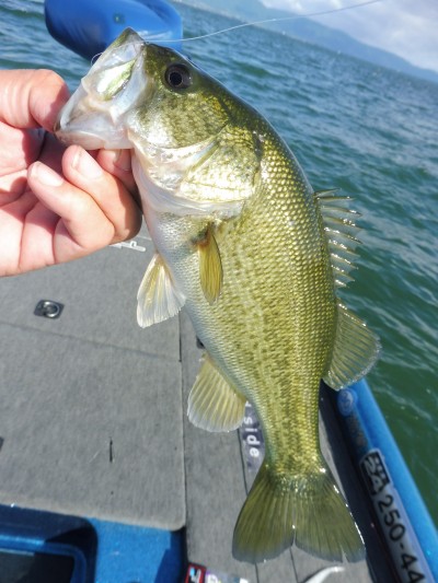 truth truth_news ブログ写真 2015/09/19