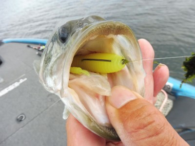 truth truth_news ブログ写真 2015/09/19