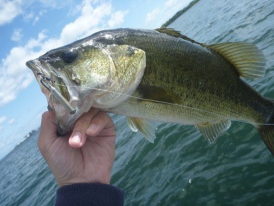 truth truth_news ブログ写真 2015/09/19