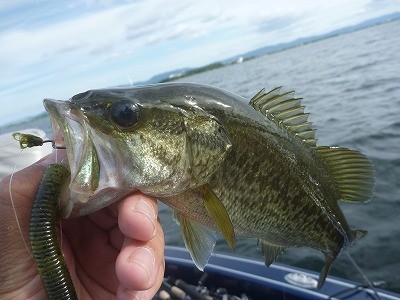 truth truth_news ブログ写真 2015/09/19