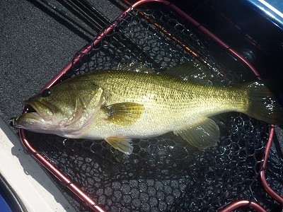 truth truth_news ブログ写真 2015/09/20