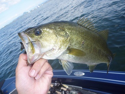 truth truth_news ブログ写真 2015/09/20