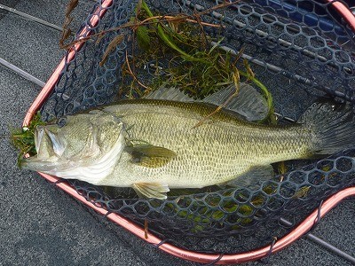 truth truth_news ブログ写真 2015/10/04