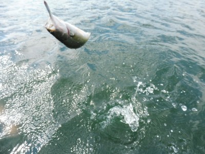 truth truth_news ブログ写真 2015/10/13