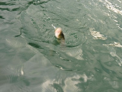 truth truth_news ブログ写真 2015/10/13