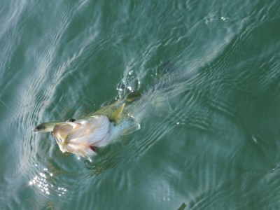 truth truth_news ブログ写真 2015/10/21