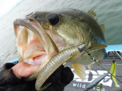 truth truth_news ブログ写真 2015/11/13