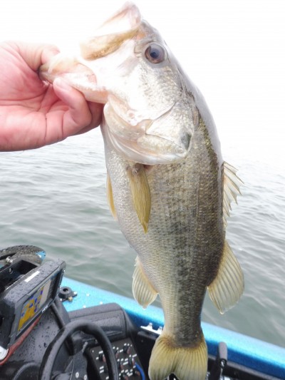 truth truth_news ブログ写真 2015/11/18