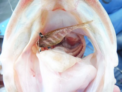 truth truth_news ブログ写真 2015/11/18