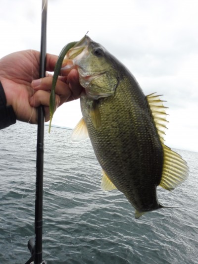 truth truth_news ブログ写真 2015/11/19