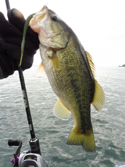 truth truth_news ブログ写真 2015/11/19