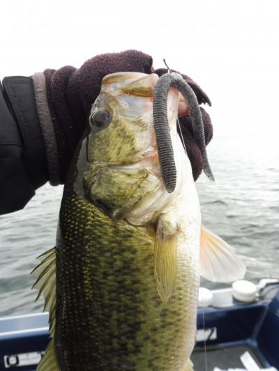 truth truth_news ブログ写真 2015/11/19