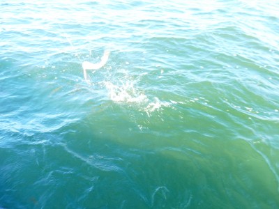 truth truth_news ブログ写真 2015/11/20