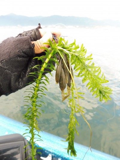 truth truth_news ブログ写真 2015/11/24