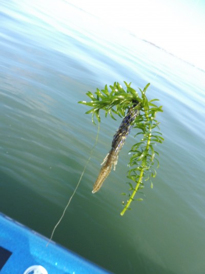 truth truth_news ブログ写真 2015/12/13