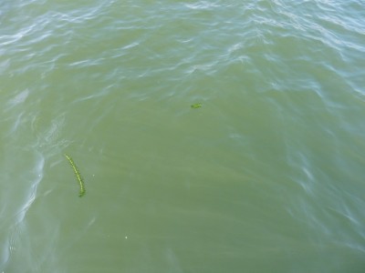 truth truth_news ブログ写真 2015/12/13