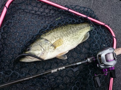 truth truth_news ブログ写真 2015/12/13