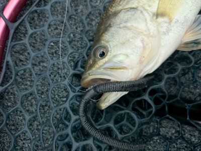 truth truth_news ブログ写真 2015/12/13