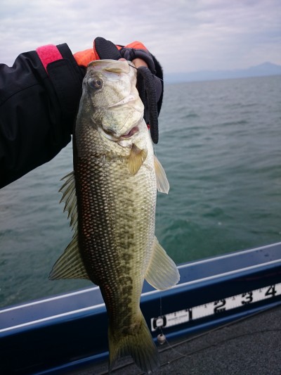 truth truth_news ブログ写真 2015/12/13