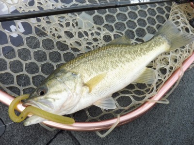 truth truth_news ブログ写真 2015/12/14