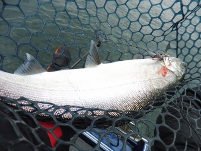 truth truth_news ブログ写真 2015/12/19