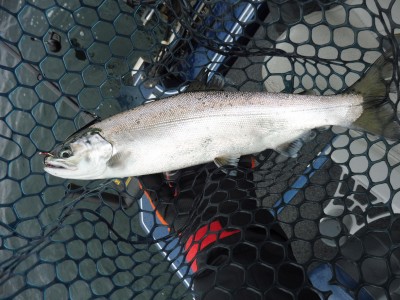 truth truth_news ブログ写真 2015/12/19