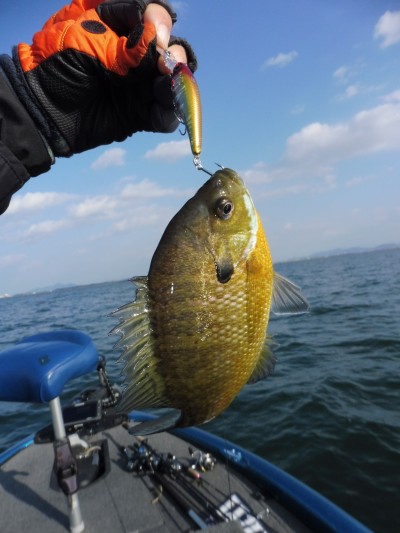 truth truth_news ブログ写真 2015/12/27