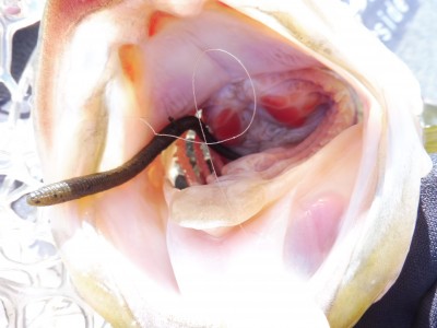 truth truth_news ブログ写真 2016/01/15