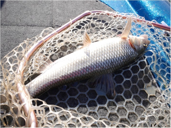 truth  ブログ写真 2017/12/20