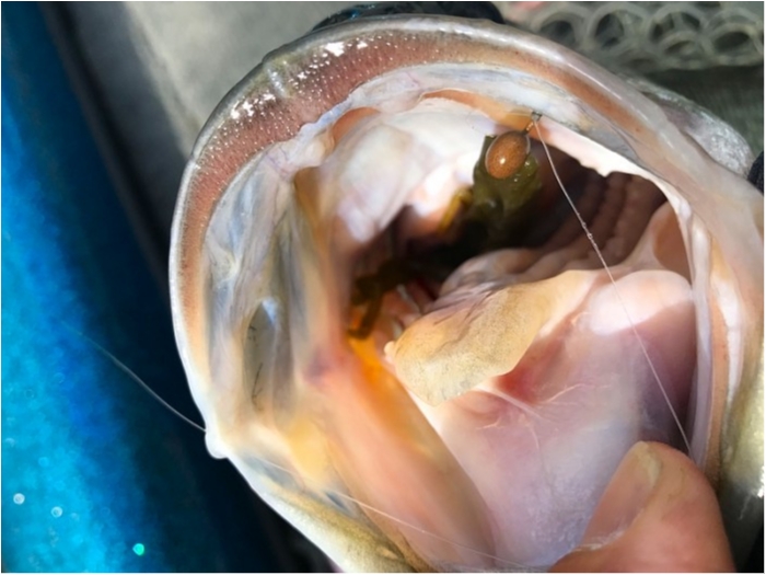 truth  ブログ写真 2018/04/07