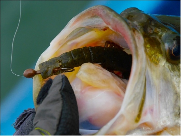 truth  ブログ写真 2018/04/09