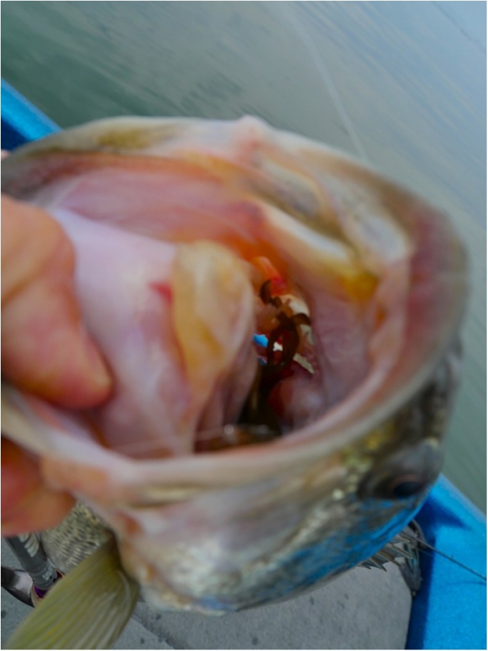 truth  ブログ写真 2018/04/11