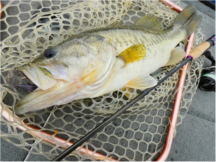 truth  ブログ写真 2018/04/17