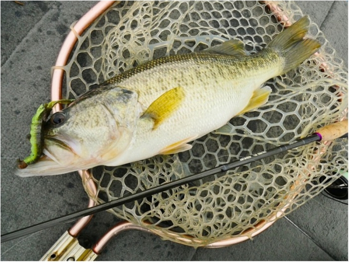 truth  ブログ写真 2018/04/17