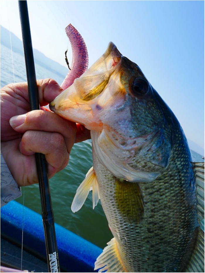 truth  ブログ写真 2018/04/20