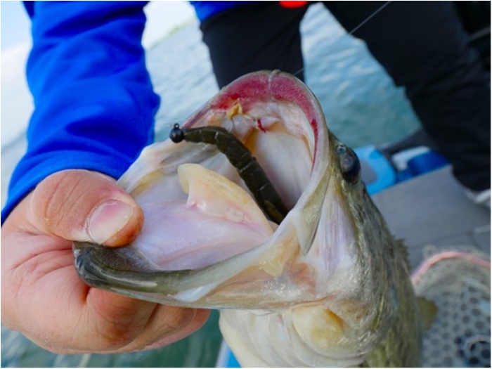 truth ブログ写真 2018/04/27