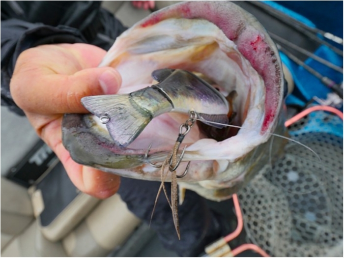 truth ブログ写真 2018/06/06