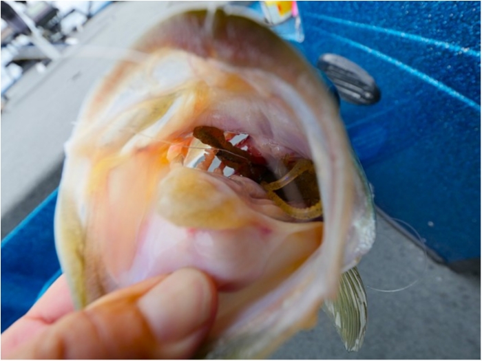 truth  ブログ写真 2018/06/08