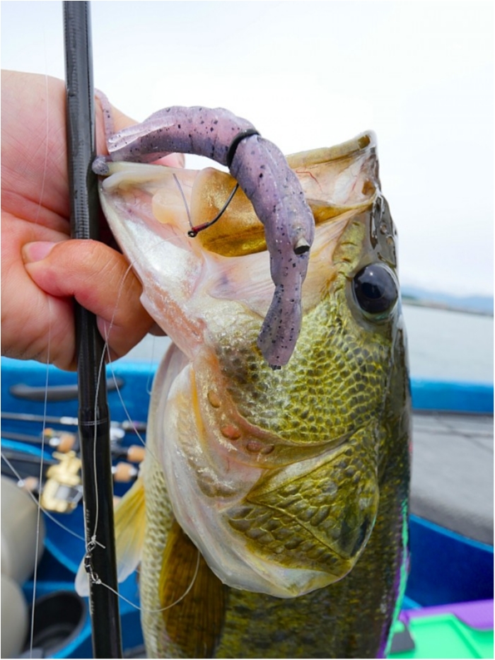 truth  ブログ写真 2018/06/11