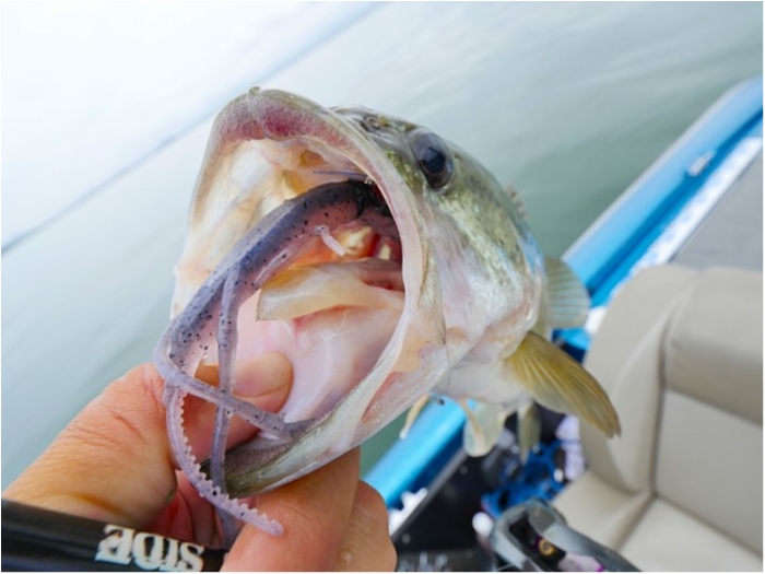 truth  ブログ写真 2018/06/11