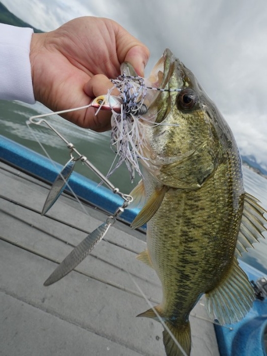 truth  ブログ写真 2018/06/13